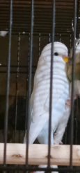Lost Male Bird last seen Southport Park Shopping Centre, Wallace Street Southport, Southport, QLD 4215