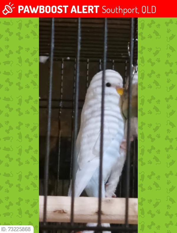 Lost Male Bird last seen Southport Park Shopping Centre, Wallace Street Southport, Southport, QLD 4215