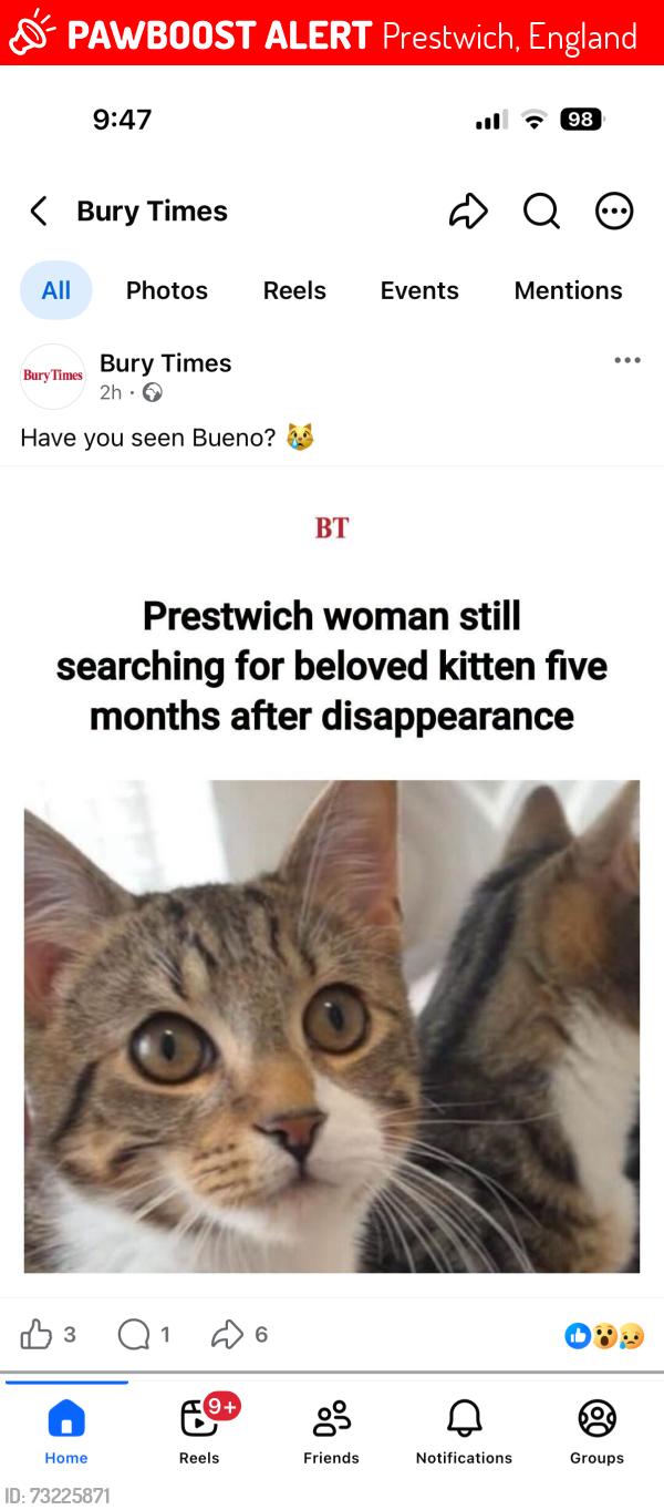 Lost Male Cat last seen Heywood gardens, Prestwich, England 