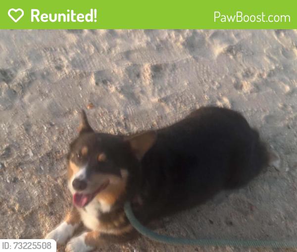Reunited Male Dog last seen Stark Lane, Huntley Hills Subd., Atlanta GA 30341, Atlanta, GA 30341