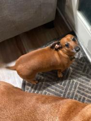 Lost Male Dog last seen 15th between Sheridan & Memorial, Tulsa, OK 74112