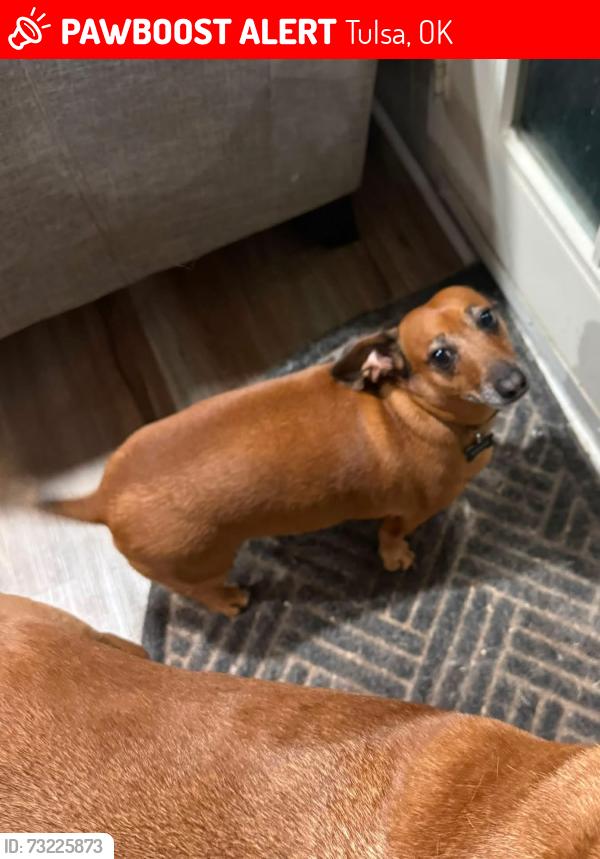 Lost Male Dog last seen 15th between Sheridan & Memorial, Tulsa, OK 74112