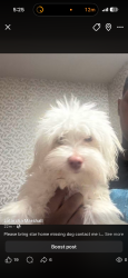 Lost Female Dog last seen Raynolds Pl se Washington dc, Washington, DC 20020