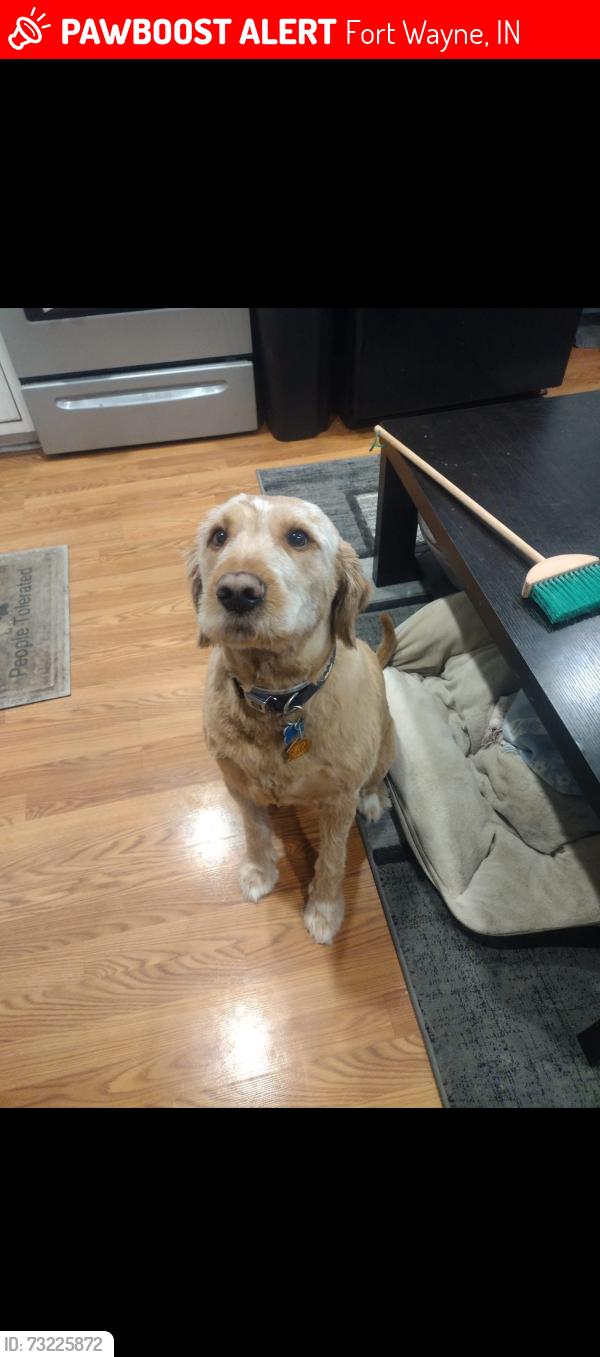 Lost Male Dog last seen Starwood and reed road, Fort Wayne, IN 46835