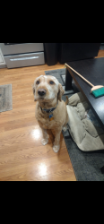 Lost Male Dog last seen Starwood and reed road, Fort Wayne, IN 46835