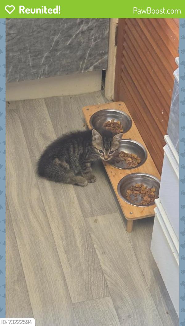 Reunited Male Cat last seen Garden Road, Wrexham Principal Area, Wales LL11 2NU