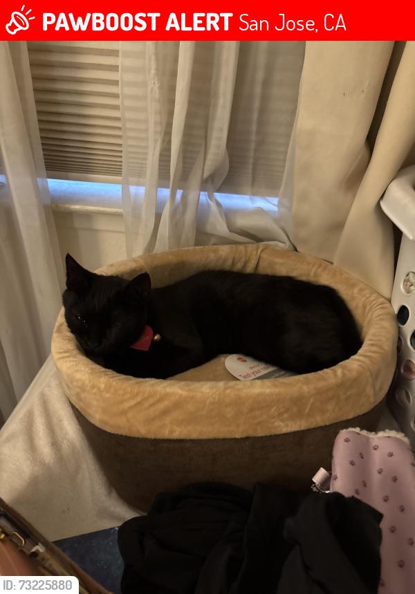 Lost Female Cat last seen Also seen around castleton drive, remington way/court, San Jose, CA 95148