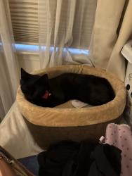 Lost Female Cat last seen Also seen around castleton drive, remington way/court, San Jose, CA 95148