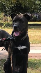 Reunited Female Dog last seen Hainault Road, Greater London, England E11 1EH