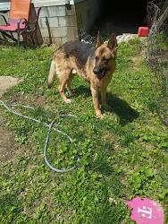 Lost Male Dog last seen Belmont ave, Kansas City, MO 64127