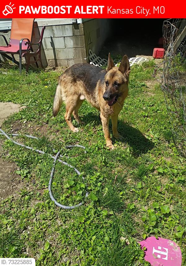 Lost Male Dog last seen Belmont ave, Kansas City, MO 64127