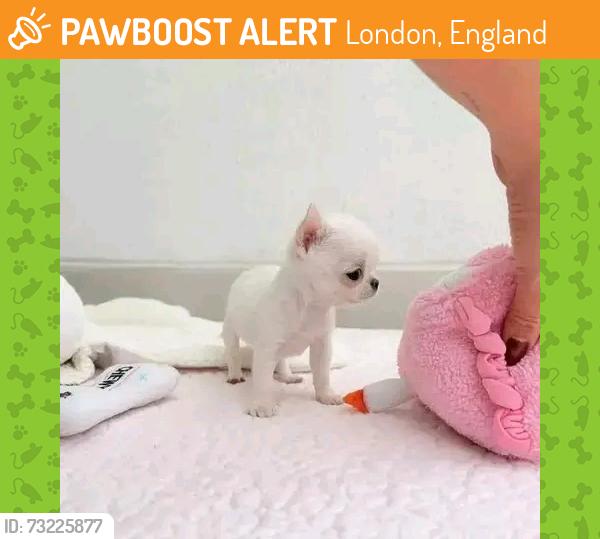 Found/Stray Female Dog last seen London, London, England 