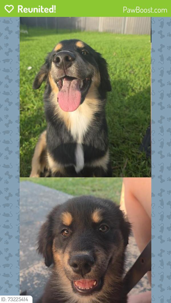 Reunited Male Dog last seen Near Nw 5th terr, Cape Coral, FL 33993