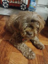 Reunited Female Dog last seen bryant place, Rogers, AR 72756