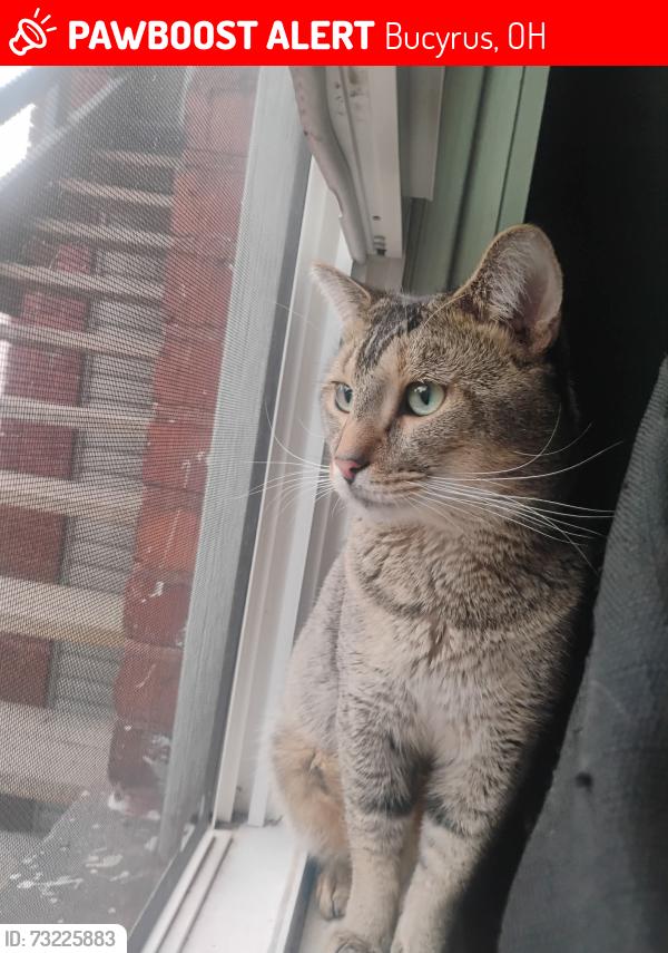 Lost Male Cat last seen Earharts drive thru area, Bucyrus, OH 44820