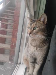 Lost Male Cat last seen Earharts drive thru area, Bucyrus, OH 44820