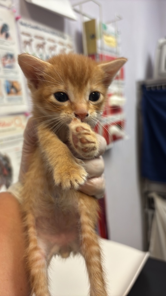 Shelter Stray Male Cat last seen Bexar County, 3353 Morningside Dr, New Braunfels, TX 78132, USA