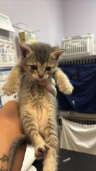 Shelter Stray Female Cat last seen Bexar County, 3353 Morningside Dr, New Braunfels, TX 78132, USA