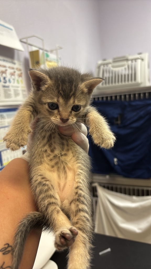 Shelter Stray Female Cat last seen Bexar County, 3353 Morningside Dr, New Braunfels, TX 78132, USA