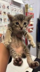 Shelter Stray Male Cat last seen Bexar County, 3353 Morningside Dr, New Braunfels, TX 78132, USA