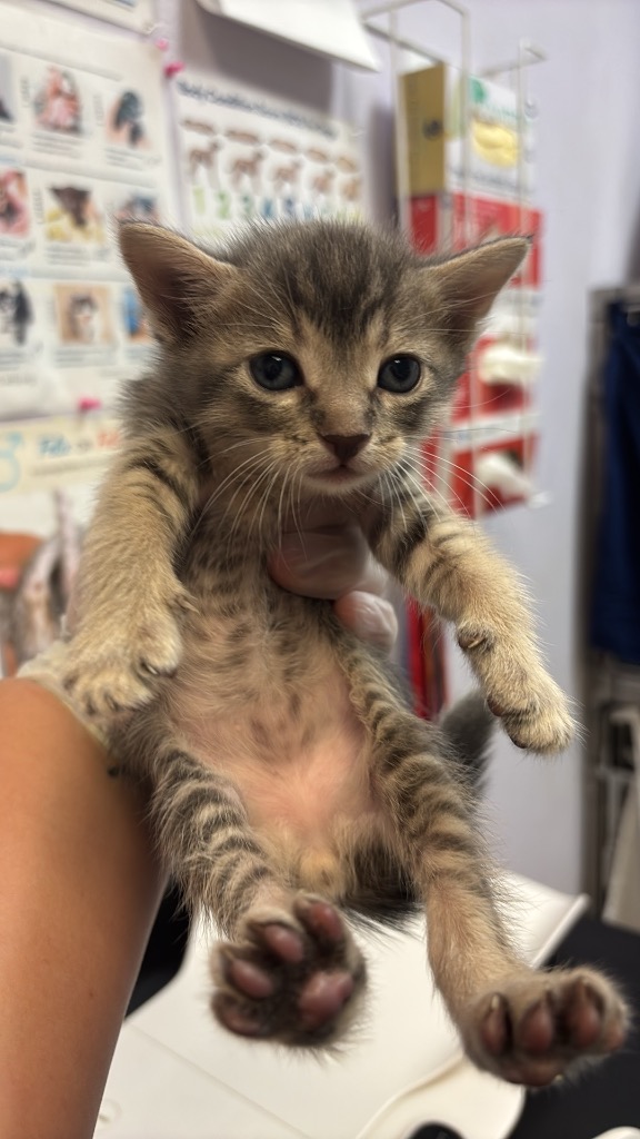 Shelter Stray Male Cat last seen Bexar County, 3353 Morningside Dr, New Braunfels, TX 78132, USA