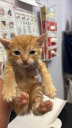 Shelter Stray Male Cat last seen Bexar County, 3353 Morningside Dr, New Braunfels, TX 78132, USA