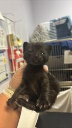 Shelter Stray Male Cat last seen Bexar County, 3353 Morningside Dr, New Braunfels, TX 78132, USA