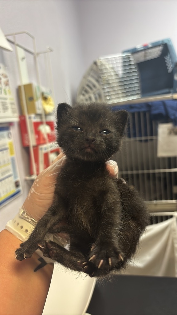 Shelter Stray Male Cat last seen Bexar County, 3353 Morningside Dr, New Braunfels, TX 78132, USA