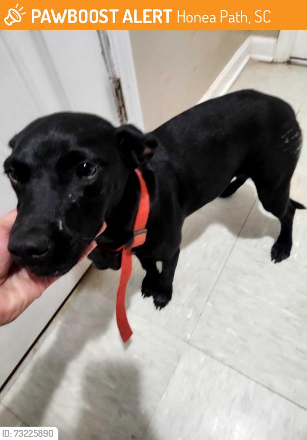 Found/Stray Female Dog last seen Shady Grove and Holliday Dam Road, Honea Path, SC 29654