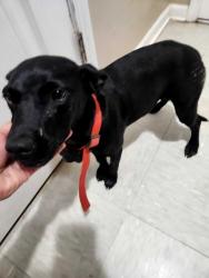 Found/Stray Female Dog last seen Shady Grove and Holliday Dam Road, Honea Path, SC 29654