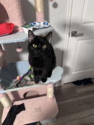 Found/Stray Male Cat last seen In neighborhood, Chesterfield County, VA 23112