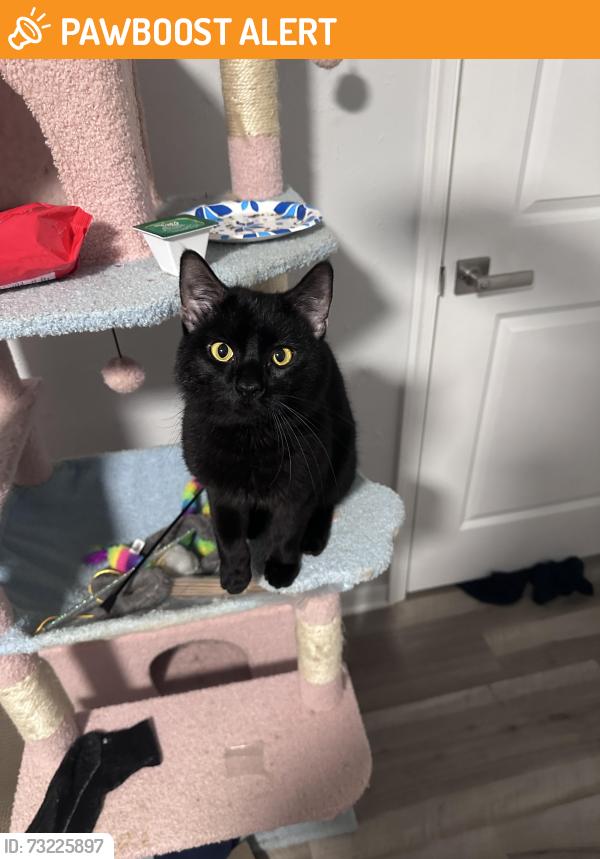 Found/Stray Male Cat last seen In neighborhood, Chesterfield County, VA 23112