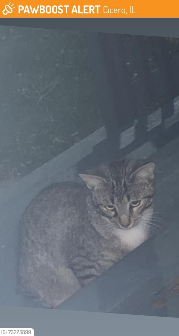 Found/Stray Unknown Cat last seen Laramie & 30th, Cicero, IL 60804
