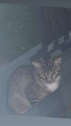 Found/Stray Unknown Cat last seen Laramie & 30th, Cicero, IL 60804