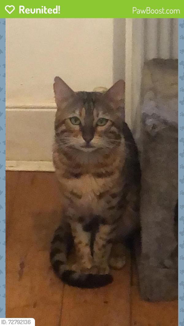 Reunited Male Cat last seen 45 Mile End Road, Greater London, England 