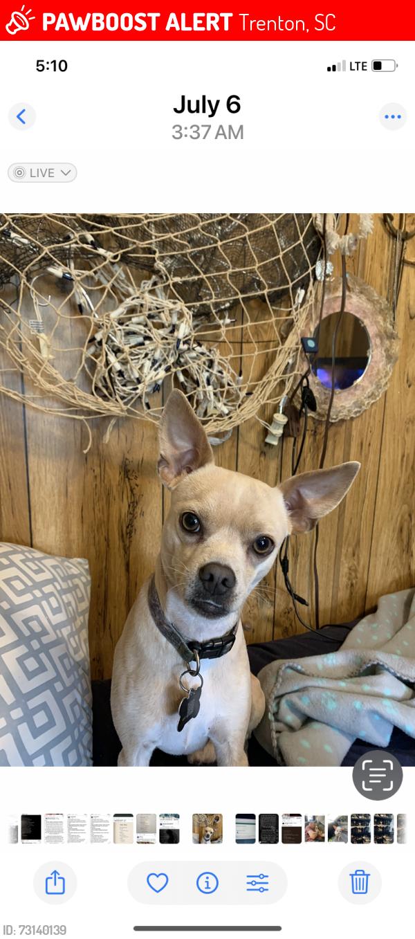Lost Male Dog last seen Near nightowl trail down from Dollar General hwy 19 Trenton SC, Trenton, SC 29847