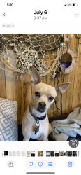 Lost Male Dog last seen Near nightowl trail down from Dollar General hwy 19 Trenton SC, Trenton, SC 29847