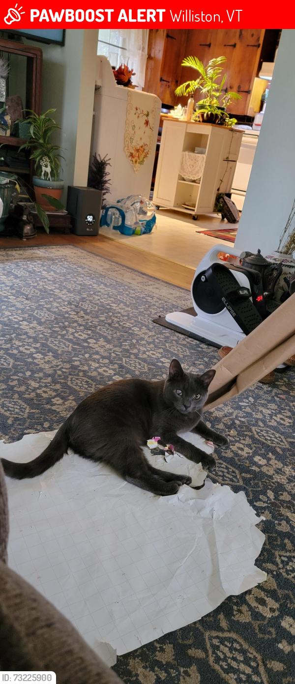 Lost Male Cat last seen Old creamery rd and saint George rd, Williston, VT 05495