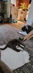 Lost Male Cat last seen Old creamery rd and saint George rd, Williston, VT 05495