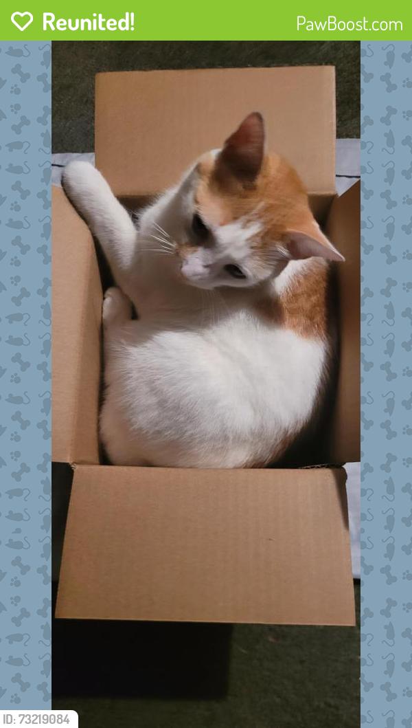 Reunited Female Cat last seen Rt 23 main street, Leola, PA 17540
