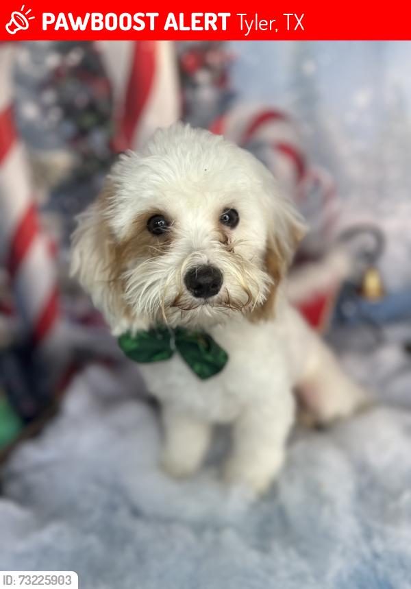 Lost Male Dog last seen Knollwood edition, Tyler, TX 75703