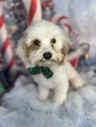 Lost Male Dog last seen Knollwood edition, Tyler, TX 75703