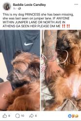 Reunited Female Dog last seen Near juniper lane, Athens, GA 30601