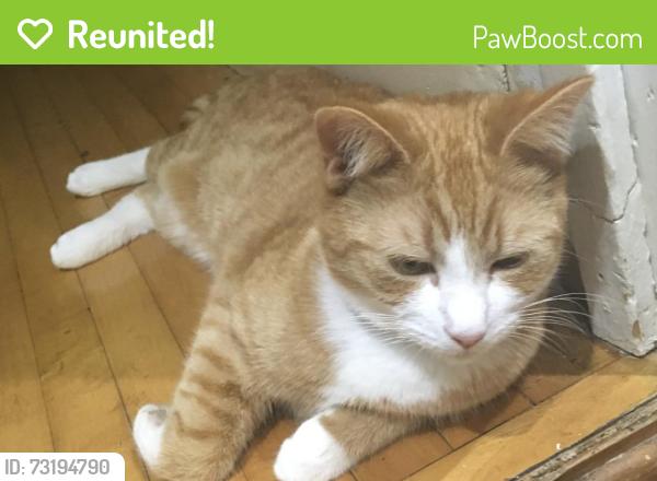 Reunited Male Cat last seen Marlow Road with Cambridge road and Wickham road, Greater London, England SE20 7XN