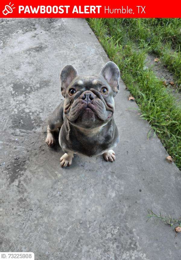 Lost Male Dog last seen Atascocita Pines and Pine Cup, Humble, TX 77346