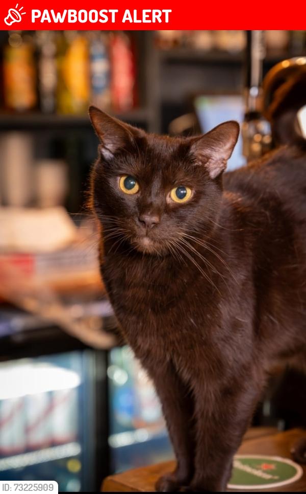 Lost Male Cat last seen St Peter's Church, Derby, England DE1 1SN