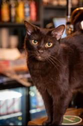 Lost Male Cat last seen St Peter's Church, Derby, England DE1 1SN