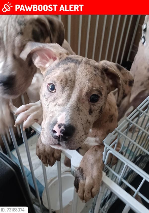 Lost Female Dog last seen Soundwell Rd, Hillfields, England BS16 4EH