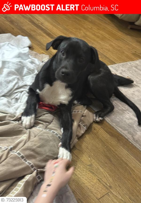 Lost Male Dog last seen Oneil pointe apmts, Columbia, SC 29223