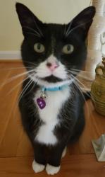 Reunited Male Cat last seen Dougherty Ave off Brooklyn Bridge Rd, Laurel, MD 20707